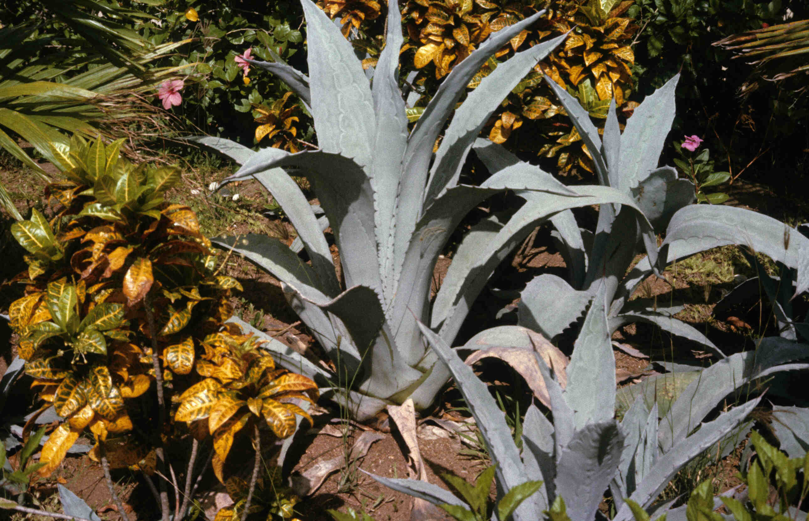 AGAVE_0018.jpg