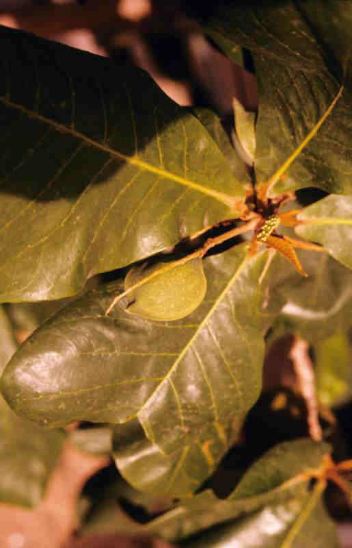 ALMONDTREE_0004.jpg
