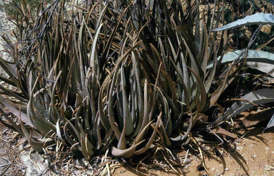 ALOEVERA_0039.jpg