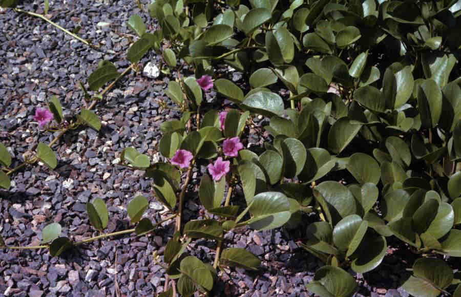 BEACHMORNINGGLORY_0038.jpg