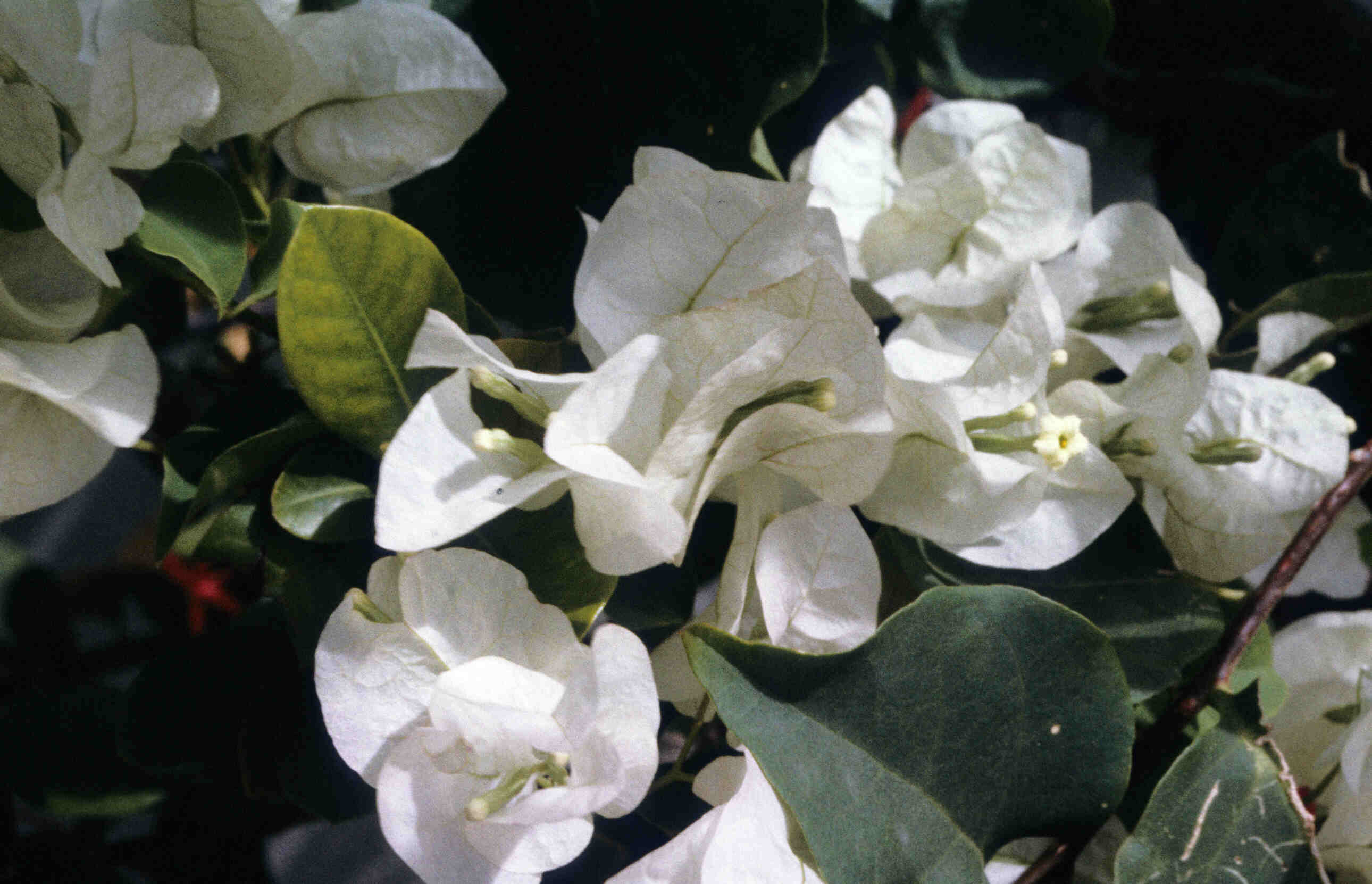 BOUGAINVILLEA_0043.jpg