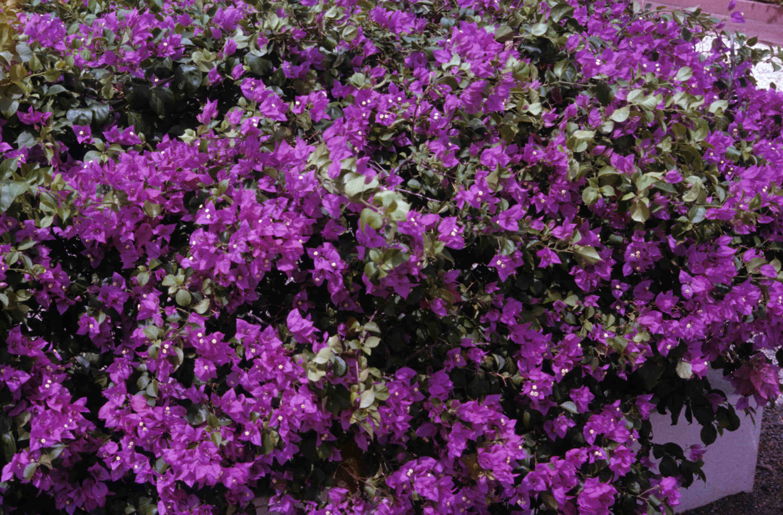 BOUGAINVILLEA_0043A.jpg