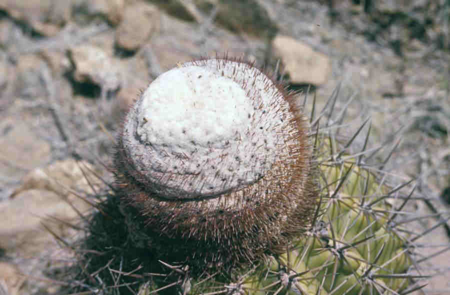 CACTUSBARREL_0010.jpg
