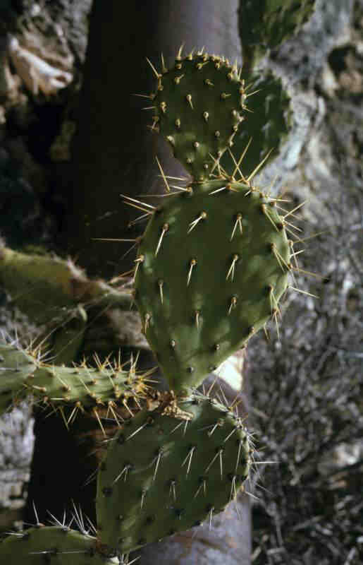 CACTUSPRICKLYPEAR_0009.jpg