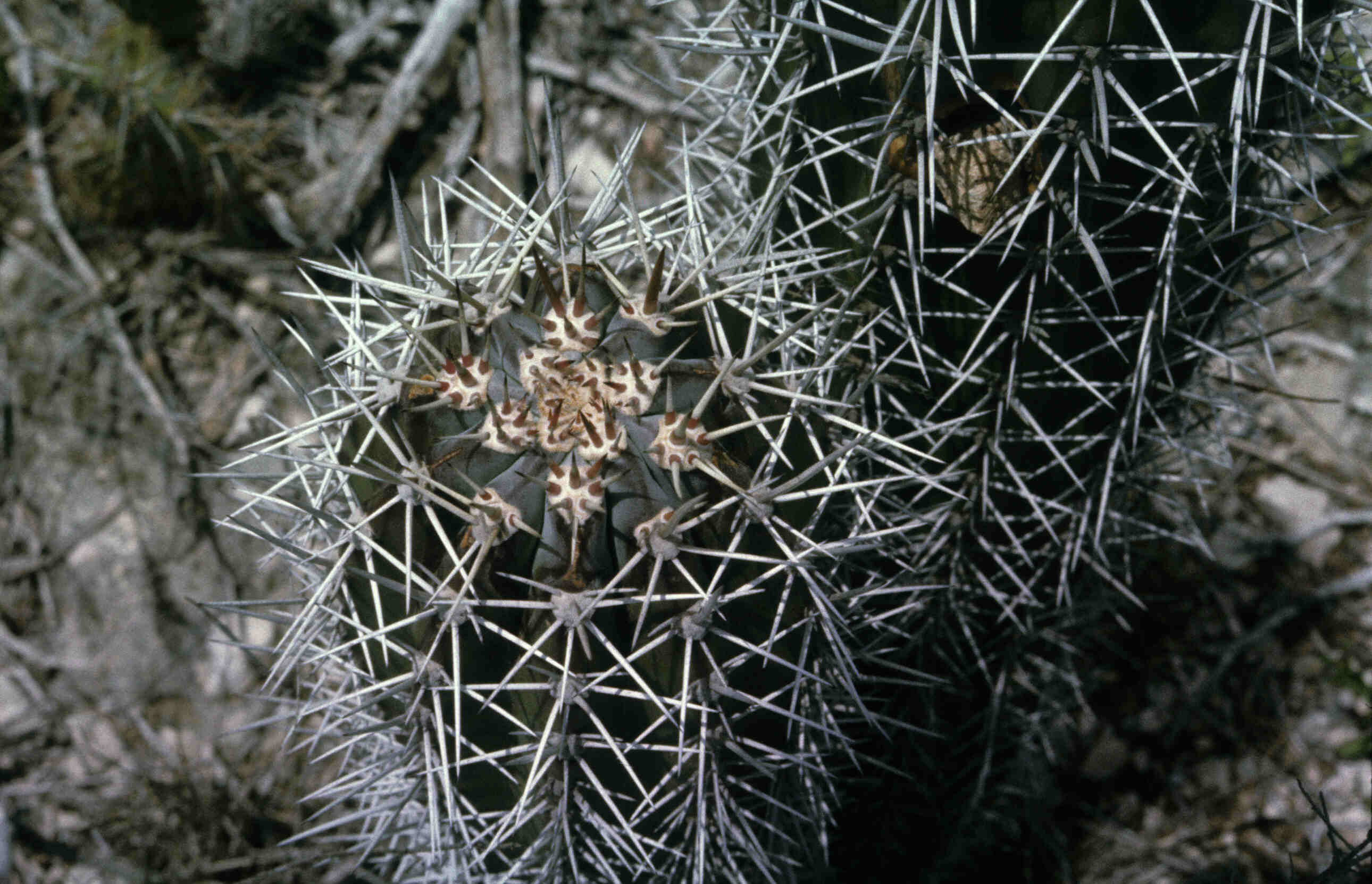 CACTUS_0025.jpg