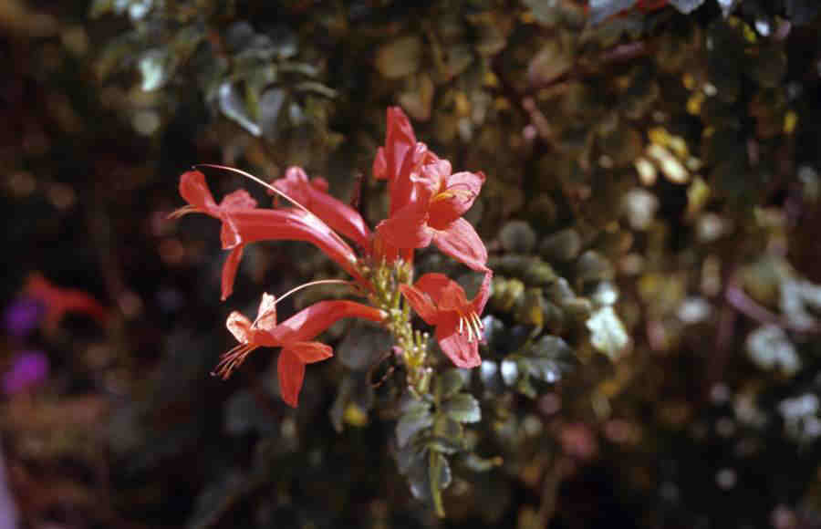 CIGARPLANT_0030.jpg