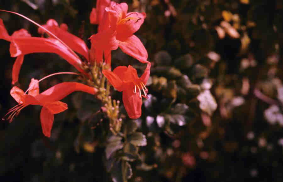 CIGARPLANT_0032.jpg
