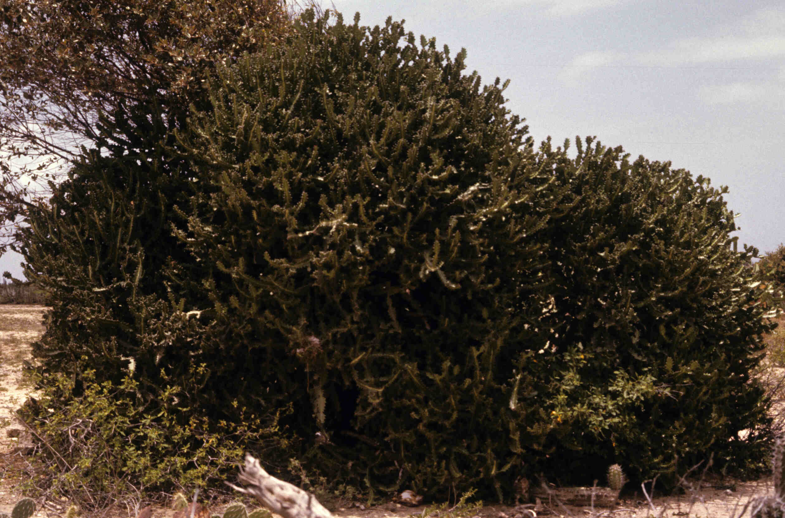EUPHORBIA_0011.jpg