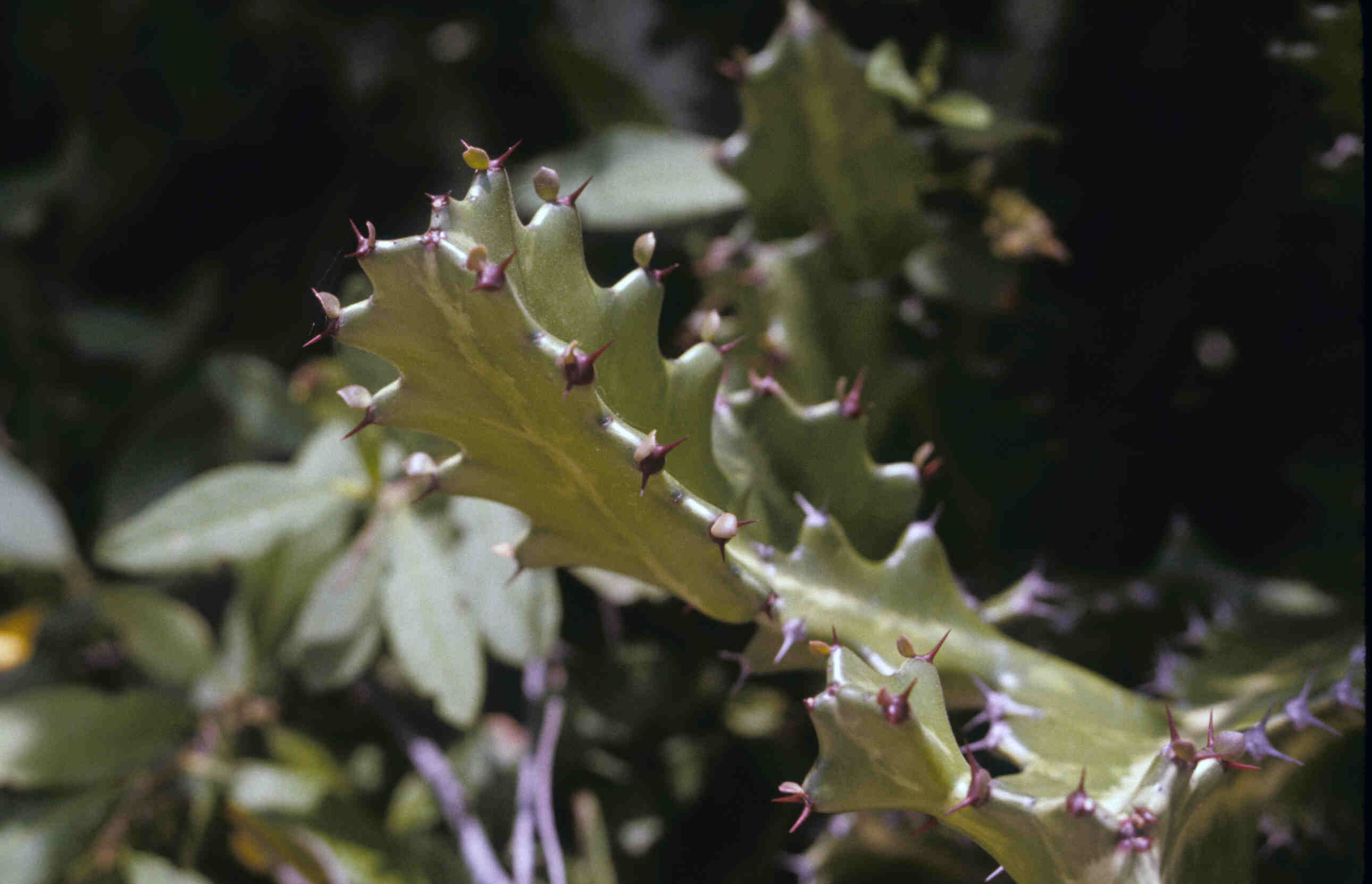 EUPHORBIA_0024.jpg