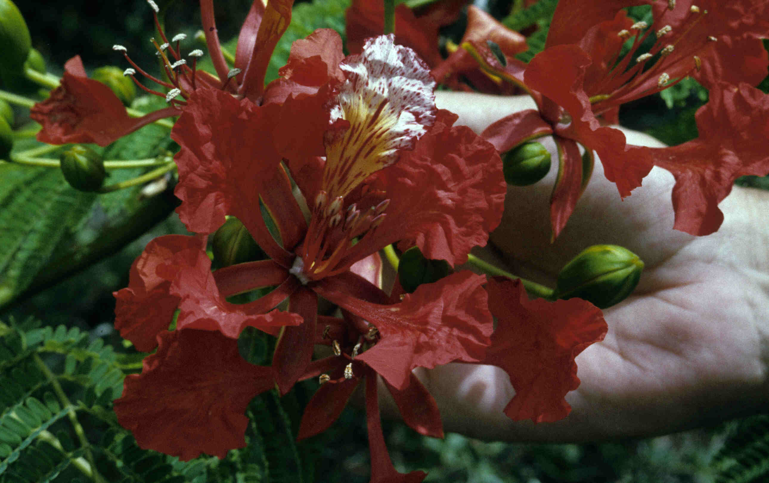 FLAMBOYANT_0006.jpg