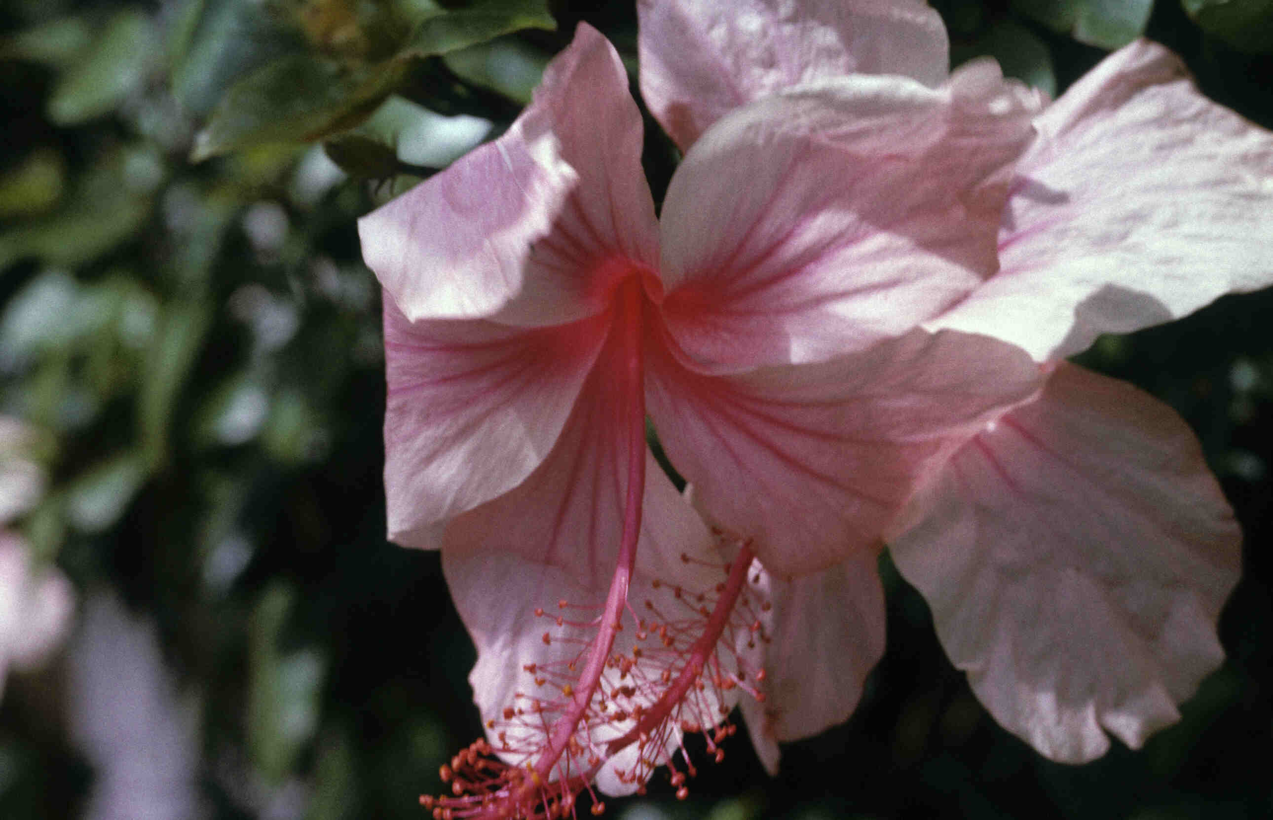HIBISCUS_0001.jpg