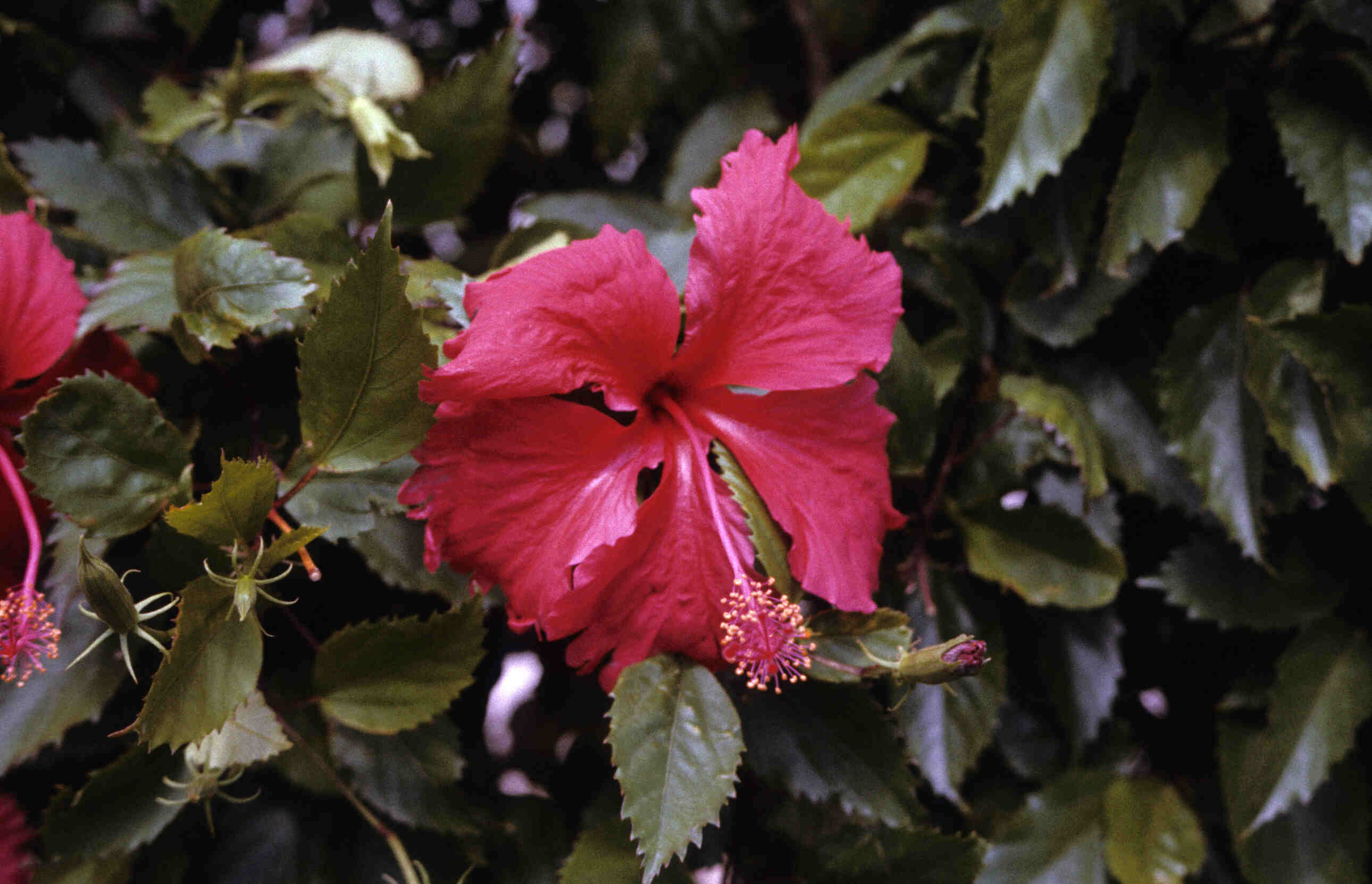 HIBISCUS_0002.jpg