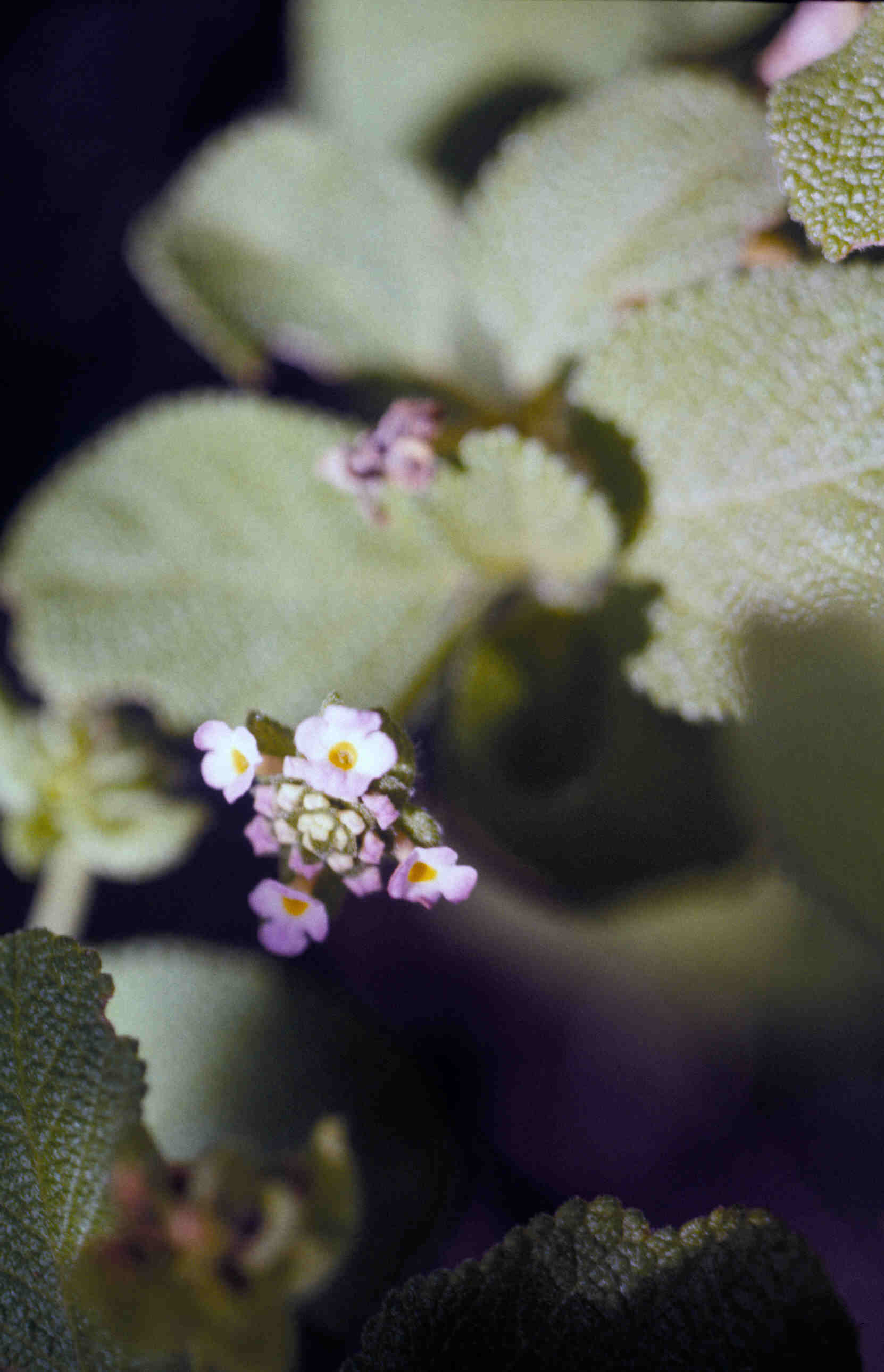 LANTANA_0034.jpg