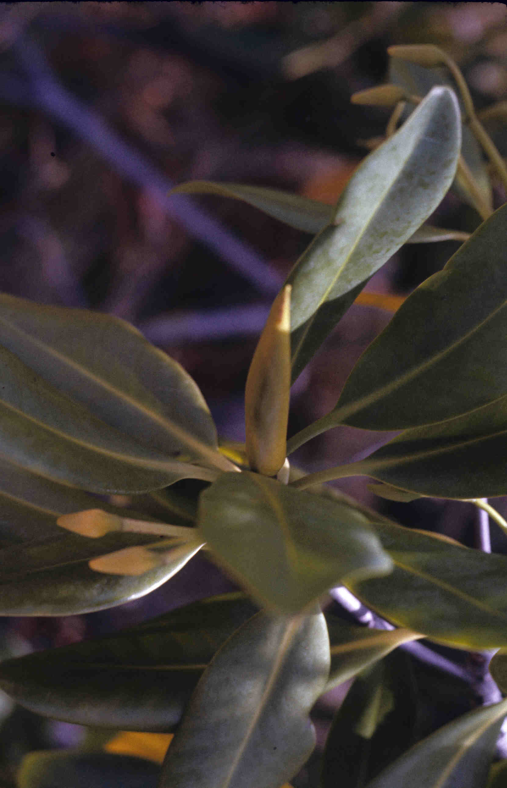 MANGROVE_0049.jpg