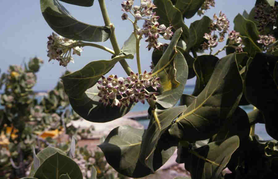 MILKWEEDPLANT_0019.jpg