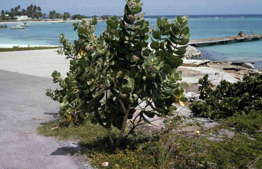 MILKWEEDPLANT_0023.jpg