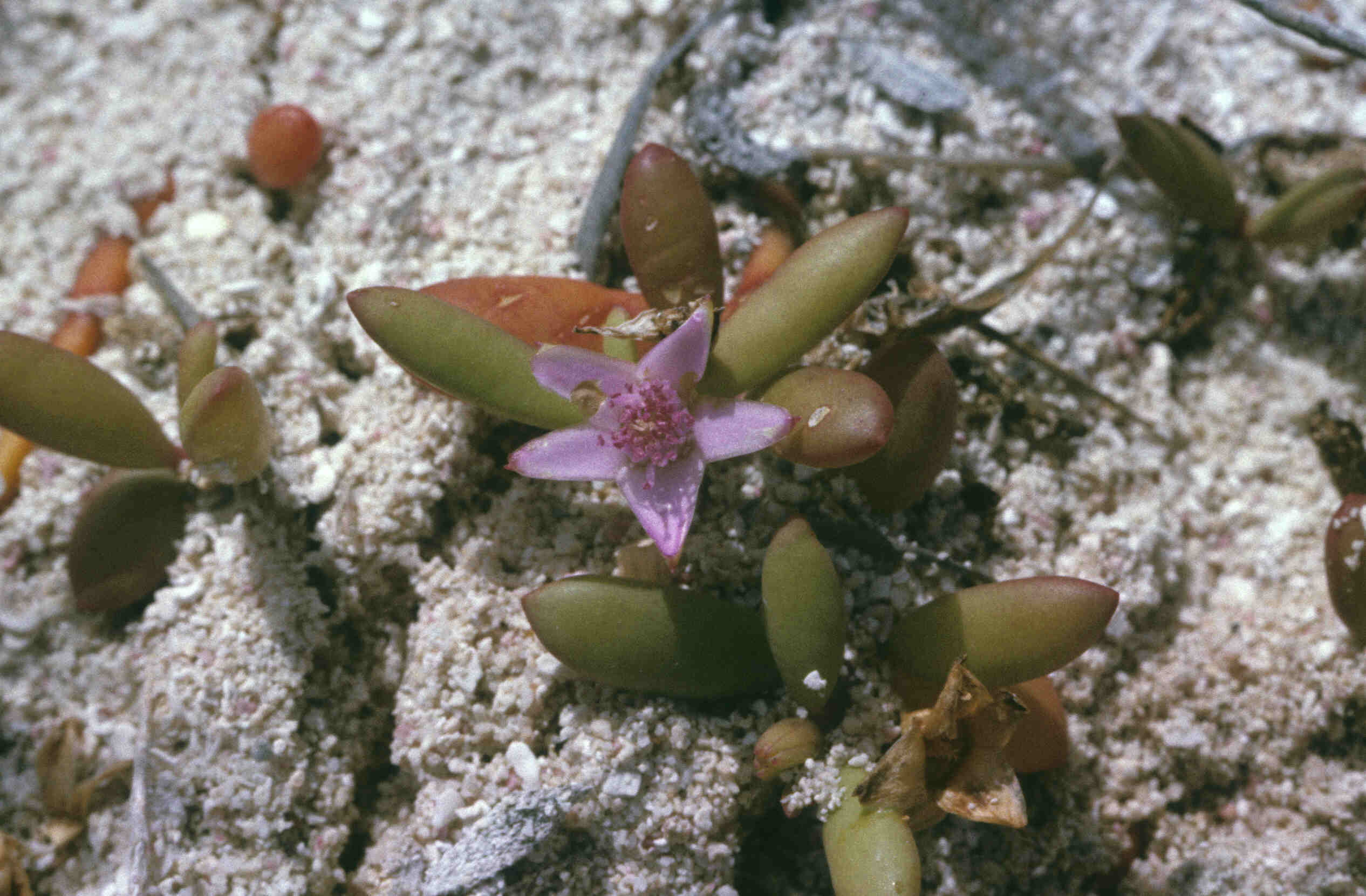 SEDUM_0033.jpg