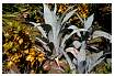 AGAVE_0018.jpg