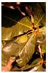 ALMONDTREE_0004.jpg