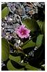BEACHMORNINGGLORY_0037.jpg