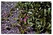BEACHMORNINGGLORY_0038.jpg