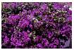 BOUGAINVILLEA_0043A.jpg