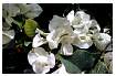BOUGAINVILLEA_0043.jpg