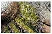 CACTUSBARRELJensen_0013.jpg