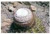CACTUSBARREL_0010.jpg