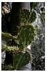 CACTUSPRICKLYPEAR_0009.jpg