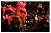 CIGARPLANT_0032.jpg