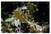 EUPHORBIA_0024.jpg