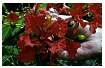 FLAMBOYANT_0006.jpg