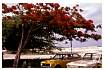 FLAMBOYANT_0046A.jpg
