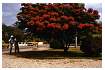FLAMBOYANT_0046.jpg