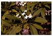 FRANGIPANI_0036.jpg