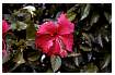 HIBISCUS_0002.jpg