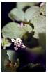 LANTANA_0034.jpg