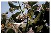 MILKWEEDPLANT_0019.jpg