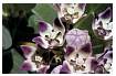 MILKWEEDPLANT_0020.jpg