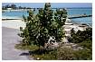 MILKWEEDPLANT_0023.jpg